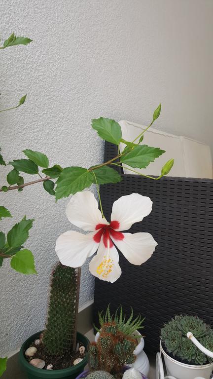 Hibiscus Guest House Budva Exteriér fotografie