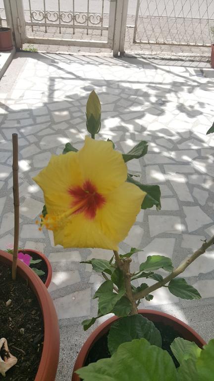 Hibiscus Guest House Budva Exteriér fotografie